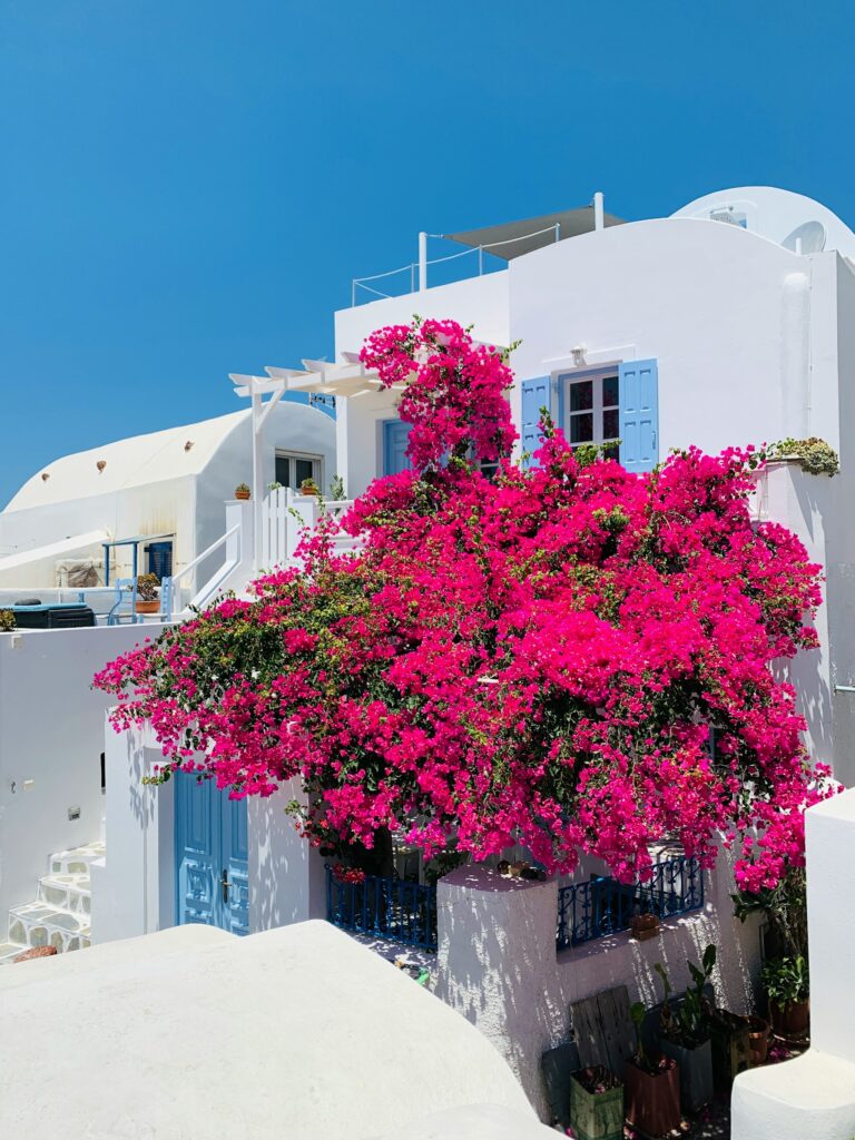 Vibrant Bougainvillaea At Zia Village